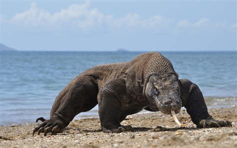 okmodgo.com|biggest komodo dragon ever found.